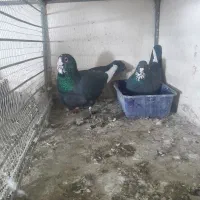 نروماده ضمانتی