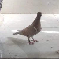 کبوترکلون زرد