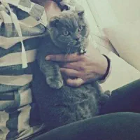 واگذاری گربه اسکاتیش نر