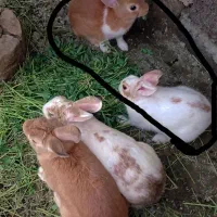 یک جفت خرگوش نر و ماده