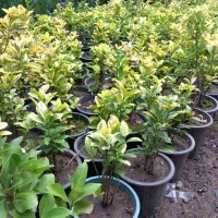 صنوبر نقگرا ترکیه|گل و گیاه طبیعی|ماهان, |دیوار