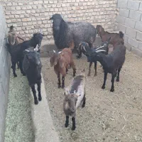 بزغاله ماده