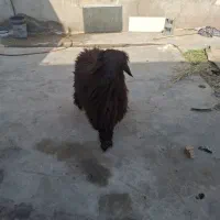 بره نر قوچ