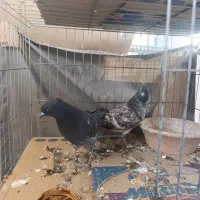 کبوتر|پرنده|قم, انصار‌الحسین|دیوار