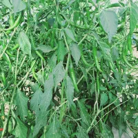 گلخانه وتولید نشا|خدمات باغبانی و درختکاری|کهنوج, |دیوار