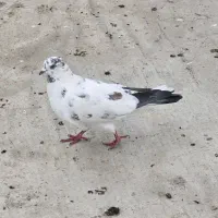 دس پر نر صید شده