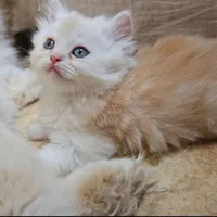 واگذاری بچه گربه