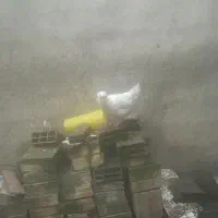 گلین و لاری|حیوانات مزرعه|رشت, پاره بیجار|دیوار