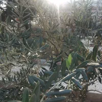 روغن فرابکر عالی