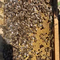 حرفه ای زنبوردار شو|خدمات آموزشی|بهبهان, |دیوار