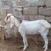 بز   جنوبی دوقلو زا فقط علف میخاد