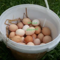 تخم مرغ محلی نطفه دار مخصوص جوجه کشی