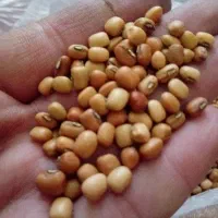 یک کیلو نیم لوبیا چشم بلبلی محلی  استان لرستان