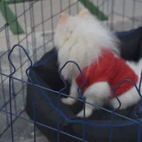 انواع پارک سگ با کیفیت و قیمت استثنایی|لوازم جانبی حیوانات|مشهد, شهید بهشتی|دیوار