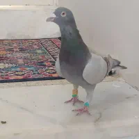 کبوتر مشکی دورگ|پرنده|اسفراین, |دیوار