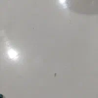 گوشوارم گم شده لطفا هرکسی دید بهم پیام بده