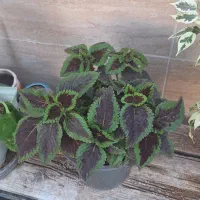 حراج گل وگلدان|گل و گیاه طبیعی|آبدانان, |دیوار