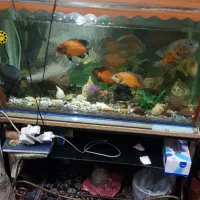 آکواریوم با زیری آهنی فرفوژه وماهی تزئینی گوشتخوار