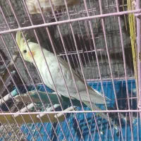 عروس هلندی