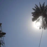 گمشده کوتوله برزیلی