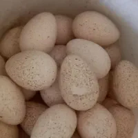 تخم بوقلمون نطفه دار برنز محلی