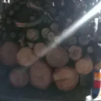 خرید فروش چوب قطع وبرش درخت هرس کاری