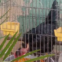 مرغ گردن لخت خانگی