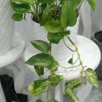 گل های زیبا|گل و گیاه طبیعی|آستارا, |دیوار