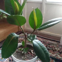 گل طبیعی|گل و گیاه طبیعی|خرمدره, |دیوار