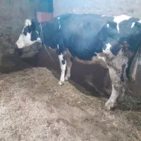 گاو سمینتال شیری