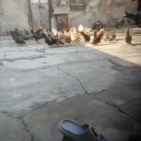 مرغ تخم گزار به شرط
