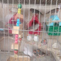 .طوطی.فنچ|پرنده|هشتگرد, شهرک راه آهن|دیوار