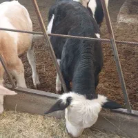 3راس گوساله فروشی|حیوانات مزرعه|بشاریات, |دیوار