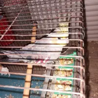 عروس هلندی به شرط دستی دستی خیلی طوطی خوبی