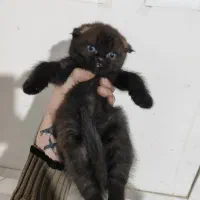 بچه گربه اسکاتیش سیامی|گربه|مشهد, یوسفیه (شهرک غرب)|دیوار