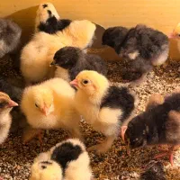 جوجه برهما همه رنگ گیلن و ویاندوت