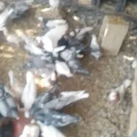 تعدادی کبوتر|پرنده|جویم, |دیوار