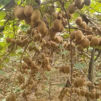 ۴۰ تن کیوی درشت موجود هست|خوردنی و آشامیدنی|حویق, |دیوار