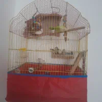 فنچ