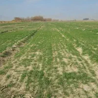 فروش زمین کشاورزی