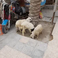 بره.گوسفند.بزُ