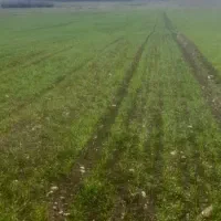 گندم بذری آذر بهترین بذر