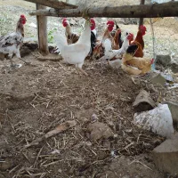 فروش مرغ خروس جوجه گلین و غاز روستایی اصیل