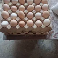 تخم  نطفه دار