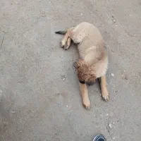 توله سگ سرابی