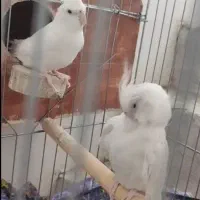 عروس هلندی البینو چشم شرابی سالم،باجوجه هاشون