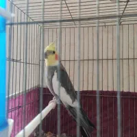 عروس هلندی نر|پرنده|مهریز, |دیوار