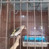 سهره|پرنده|ایذه, |دیوار