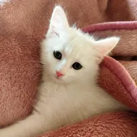 گربه پرشین دو ماهه