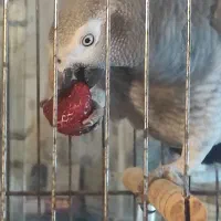 کاسکو شکلاتی نر وماده|پرنده|لاهیجان, رجایی|دیوار